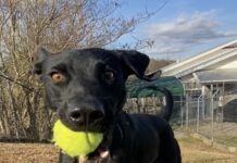 Pet of the Week: Hero the happy hiker