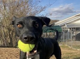 Pet of the Week: Hero the happy hiker