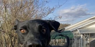 Pet of the Week: Hero the happy hiker