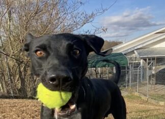 Pet of the Week: Hero the happy hiker