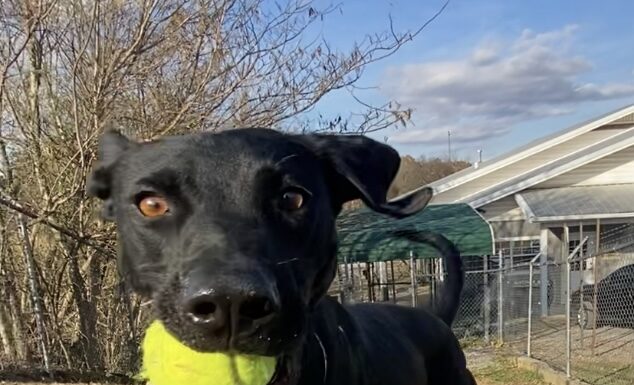 Pet of the Week: Hero the happy hiker
