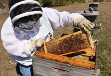 31st annual Alabama Beekeepers Symposium Feb. 7 in Hanceville