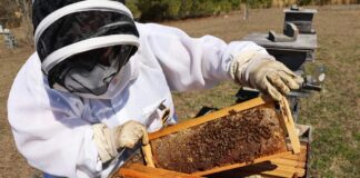 31st annual Alabama Beekeepers Symposium Feb. 7 in Hanceville