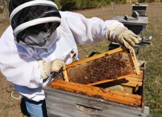 31st annual Alabama Beekeepers Symposium Feb. 7 in Hanceville