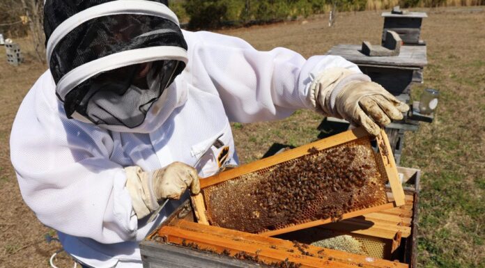 31st annual Alabama Beekeepers Symposium Feb. 7 in Hanceville