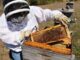 31st annual Alabama Beekeepers Symposium Feb. 7 in Hanceville