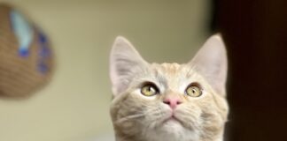 Pet of the Week: Dundee loves to ‘make biscuits’