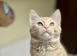 Pet of the Week: Dundee loves to ‘make biscuits’