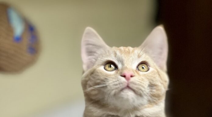 Pet of the Week: Dundee loves to ‘make biscuits’