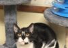 Pet of the Week: Luna is your purrfect match Luna (Cullman County Animal Shelter)