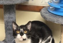 Pet of the Week: Luna is your purrfect match Luna (Cullman County Animal Shelter)