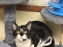 Pet of the Week: Luna is your purrfect match Luna (Cullman County Animal Shelter)