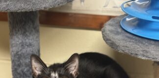 Pet of the Week: Luna is your purrfect match Luna (Cullman County Animal Shelter)