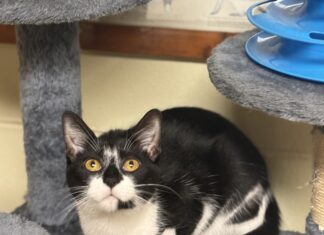 Pet of the Week: Luna is your purrfect match Luna (Cullman County Animal Shelter)