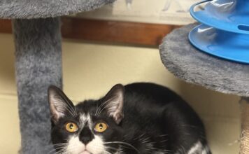 Pet of the Week: Luna is your purrfect match Luna (Cullman County Animal Shelter)