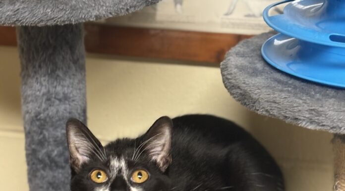 Pet of the Week: Luna is your purrfect match Luna (Cullman County Animal Shelter)