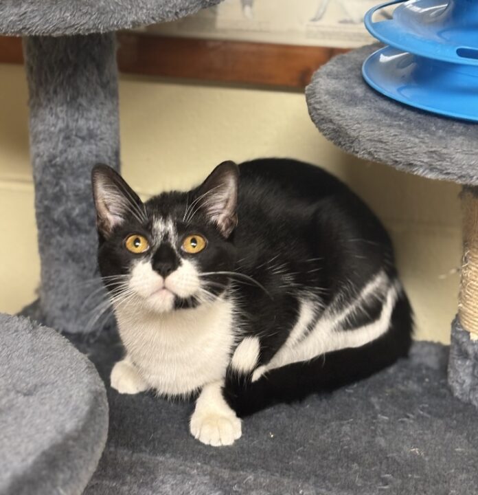 Luna (Cullman County Animal Shelter)