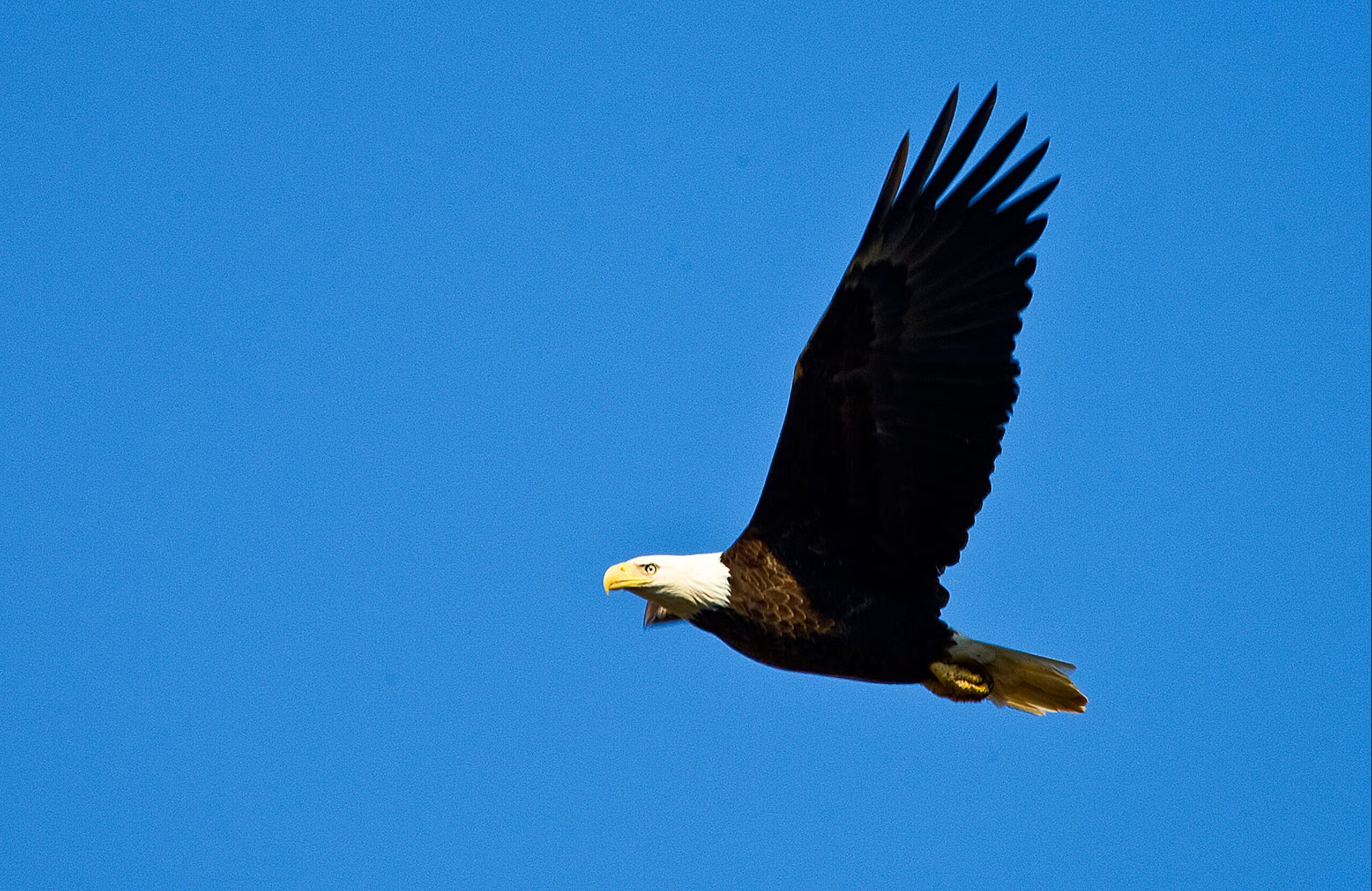 Eagle Awareness Weekends celebrate 40th anniversary in January  