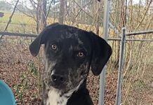 Pet of the Week: Conner and his signature sit