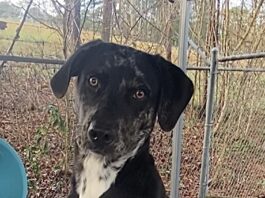 Pet of the Week: Conner and his signature sit