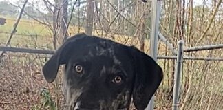 Pet of the Week: Conner and his signature sit