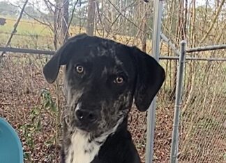 Pet of the Week: Conner and his signature sit