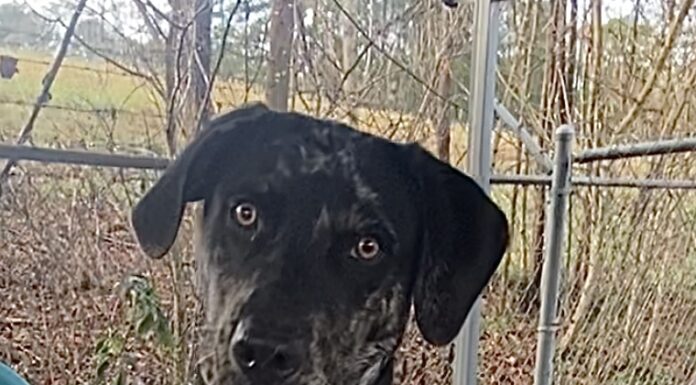Pet of the Week: Conner and his signature sit