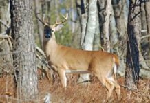 ALEA: Stay alert as deer movement increases statewide