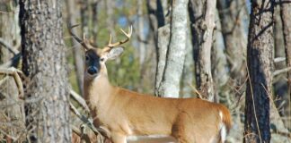 ALEA: Stay alert as deer movement increases statewide