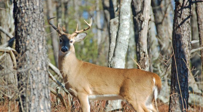 ALEA: Stay alert as deer movement increases statewide