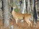 ALEA: Stay alert as deer movement increases statewide