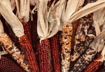 LIST: Local Thanksgiving meals