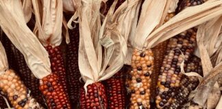 LIST: Local Thanksgiving meals