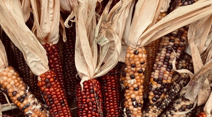 LIST: Local Thanksgiving meals