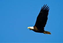 Eagle Awareness Weekends celebrate 40th anniversary in January