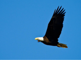 Eagle Awareness Weekends celebrate 40th anniversary in January