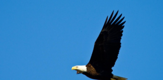 Eagle Awareness Weekends celebrate 40th anniversary in January