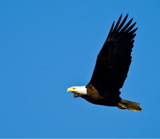 Eagle Awareness Weekends celebrate 40th anniversary in January