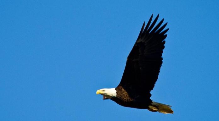Eagle Awareness Weekends celebrate 40th anniversary in January