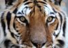 Tigers For Tomorrow celebrates 20 years in Alabama, announces major expansion, redevelopment plans Tigers For Tomorrow has announced its next major chapter: the Echoes of the Wild Preserve Expansion & Redevelopment Project, a multiyear initiative that will transform and expand the preserve for the future. (Tigers For Tomorrow)