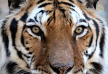 Tigers For Tomorrow celebrates 20 years in Alabama, announces major expansion, redevelopment plans Tigers For Tomorrow has announced its next major chapter: the Echoes of the Wild Preserve Expansion & Redevelopment Project, a multiyear initiative that will transform and expand the preserve for the future. (Tigers For Tomorrow)