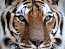 Tigers For Tomorrow celebrates 20 years in Alabama, announces major expansion, redevelopment plans Tigers For Tomorrow has announced its next major chapter: the Echoes of the Wild Preserve Expansion & Redevelopment Project, a multiyear initiative that will transform and expand the preserve for the future. (Tigers For Tomorrow)