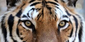 Tigers For Tomorrow celebrates 20 years in Alabama, announces major expansion, redevelopment plans Tigers For Tomorrow has announced its next major chapter: the Echoes of the Wild Preserve Expansion & Redevelopment Project, a multiyear initiative that will transform and expand the preserve for the future. (Tigers For Tomorrow)