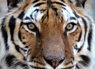 Tigers For Tomorrow celebrates 20 years in Alabama, announces major expansion, redevelopment plans Tigers For Tomorrow has announced its next major chapter: the Echoes of the Wild Preserve Expansion & Redevelopment Project, a multiyear initiative that will transform and expand the preserve for the future. (Tigers For Tomorrow)