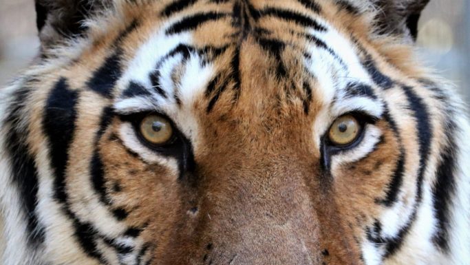 Tigers For Tomorrow celebrates 20 years in Alabama, announces major expansion, redevelopment plans Tigers For Tomorrow has announced its next major chapter: the Echoes of the Wild Preserve Expansion & Redevelopment Project, a multiyear initiative that will transform and expand the preserve for the future. (Tigers For Tomorrow)