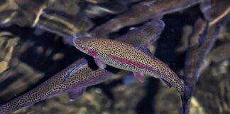 Rainbow trout can thrive in Alabama ponds during winter
