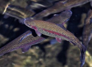 Rainbow trout can thrive in Alabama ponds during winter