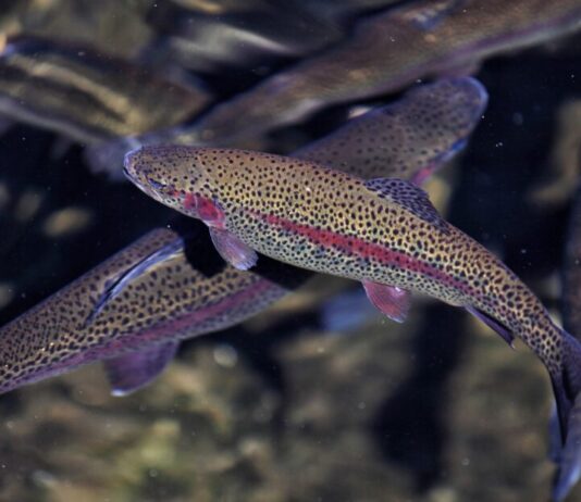 Rainbow trout can thrive in Alabama ponds during winter
