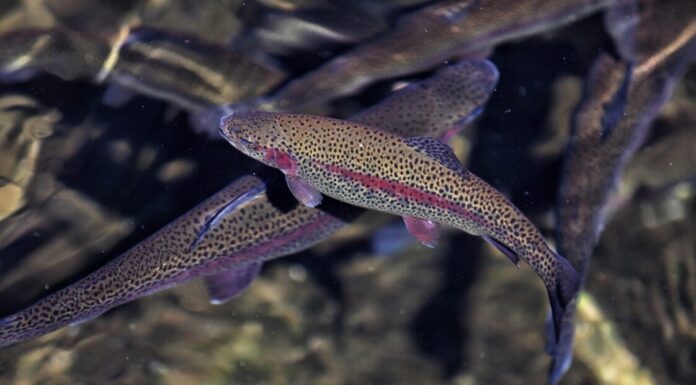 Rainbow trout can thrive in Alabama ponds during winter