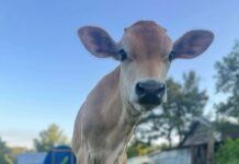 Welcome Homestead hosting classes Â